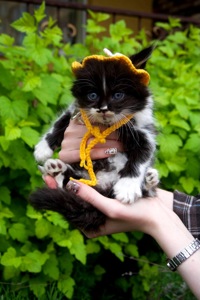 Кошеня Барні