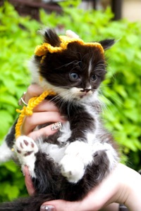 Кошеня Барні
