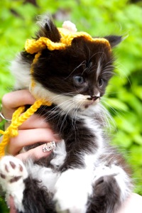 Кошеня Барні