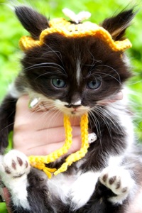 Кошеня Барні