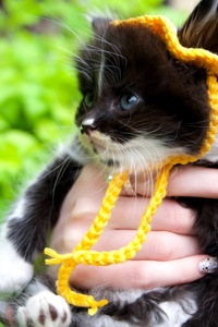 Кошеня Барні