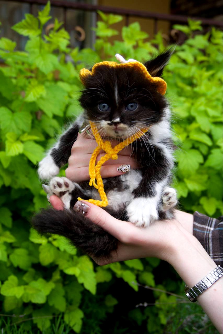 Кошеня Барні