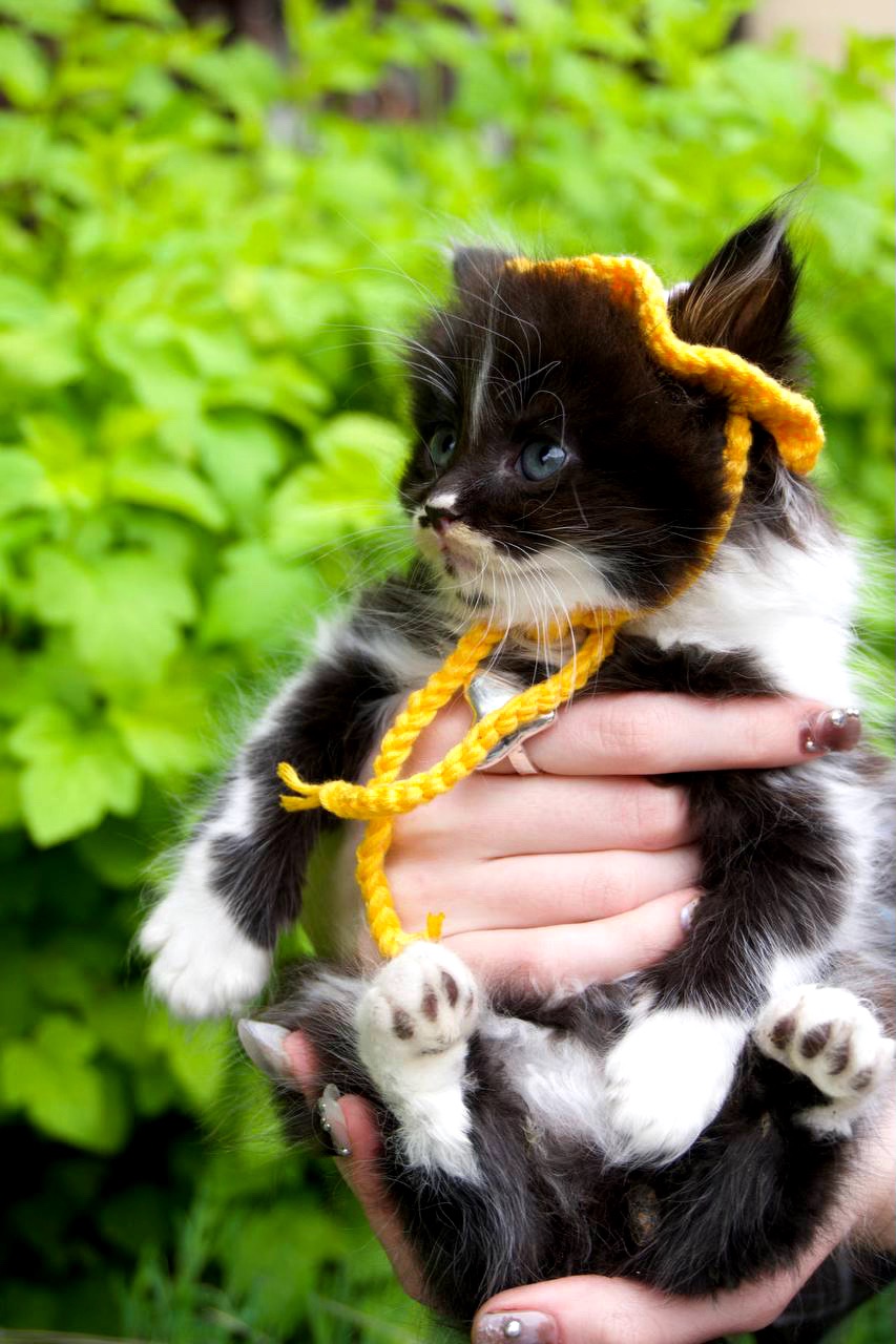 Кошеня Барні