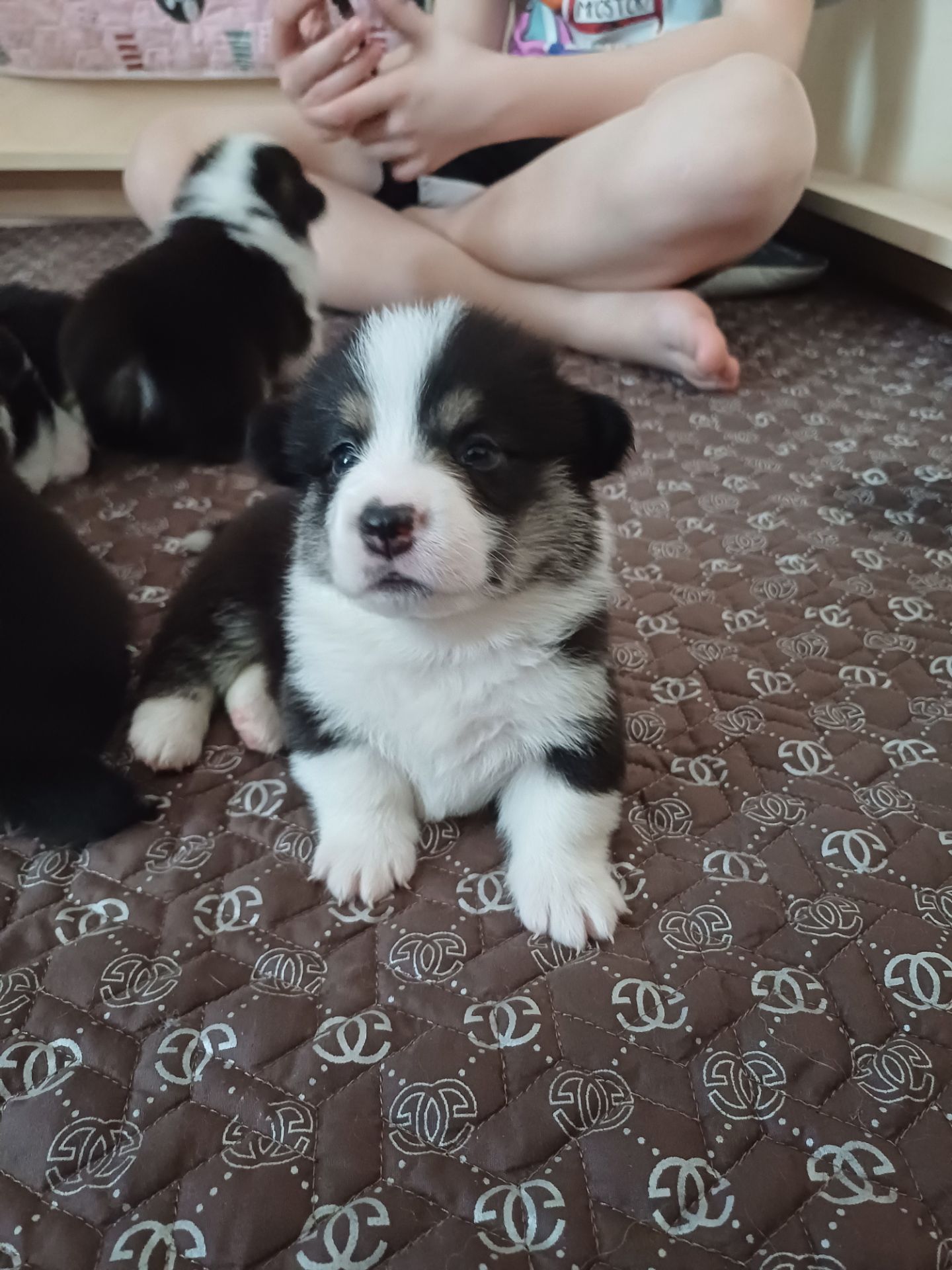 Цуценята Вельш коргі пемброк