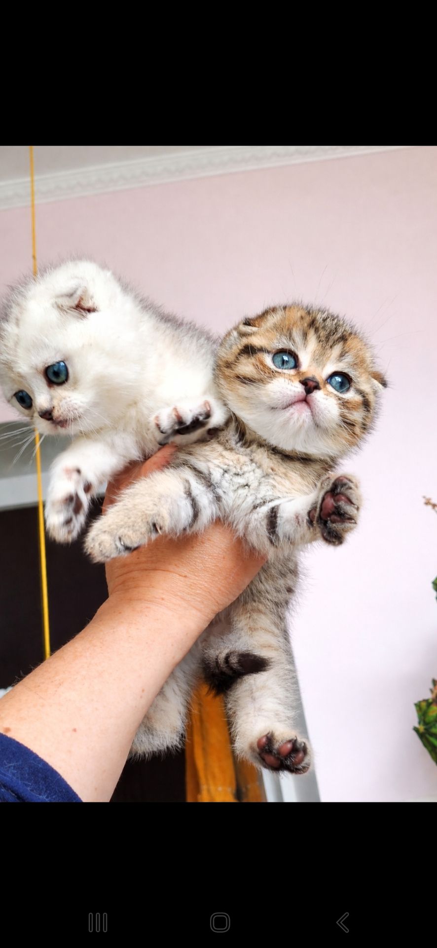 Шотландський висловухий котик.Срібна шиншилла.Київ