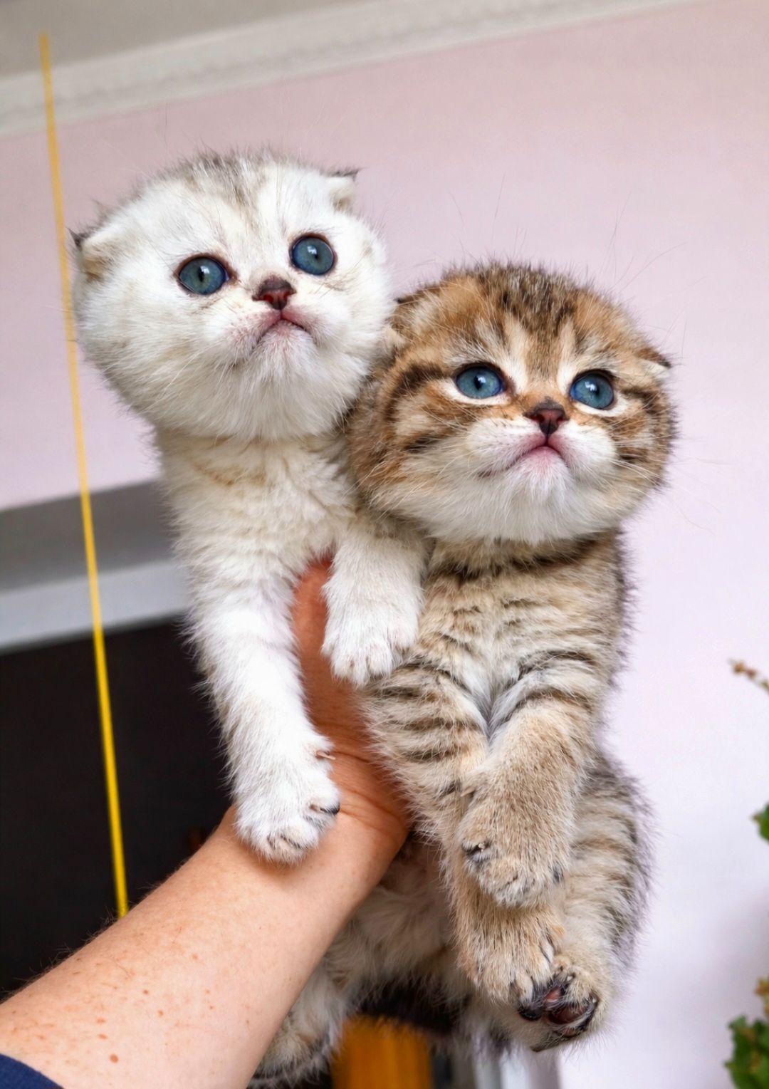 Шотландський висловухий котик.Срібна шиншилла.Київ