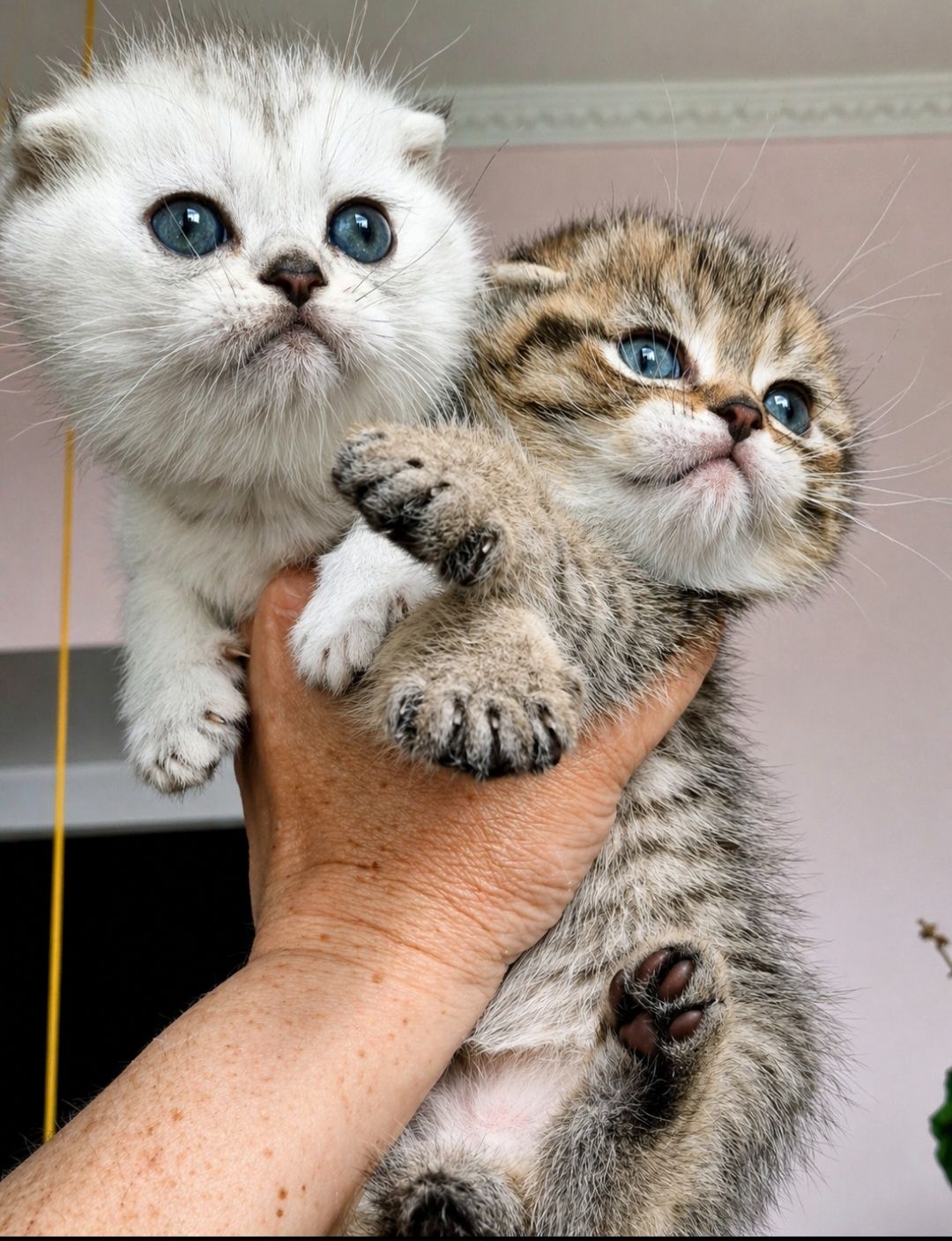 Шотландський висловухий котик.Срібна шиншилла.Київ
