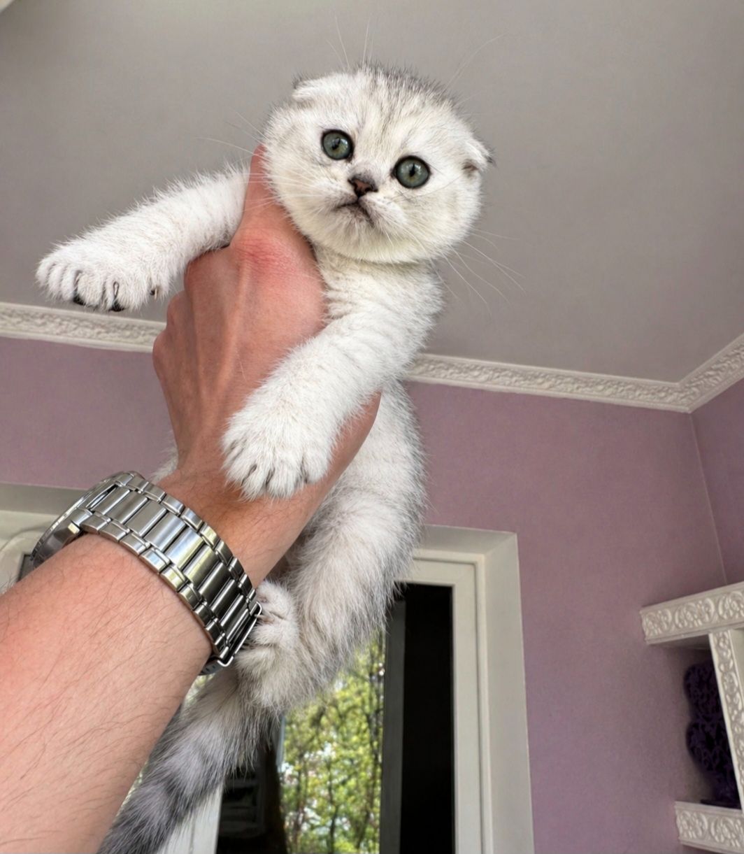 Шотландський висловухий котик.Срібна шиншилла.Київ