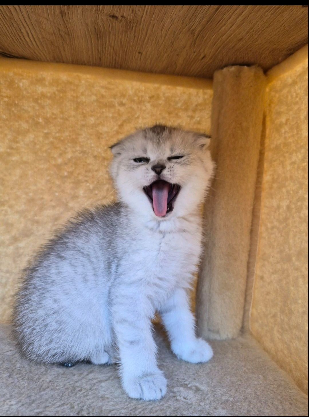 Шотландський висловухий котик.Срібна шиншилла.Київ