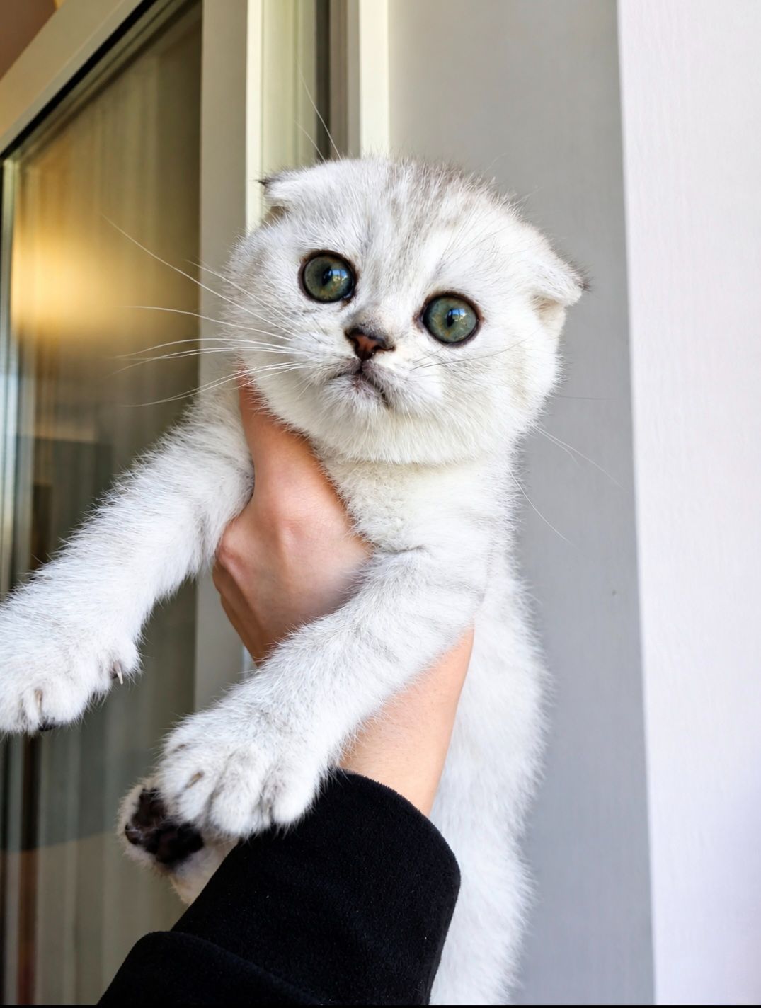 Шотландський висловухий котик.Срібна шиншилла.Київ