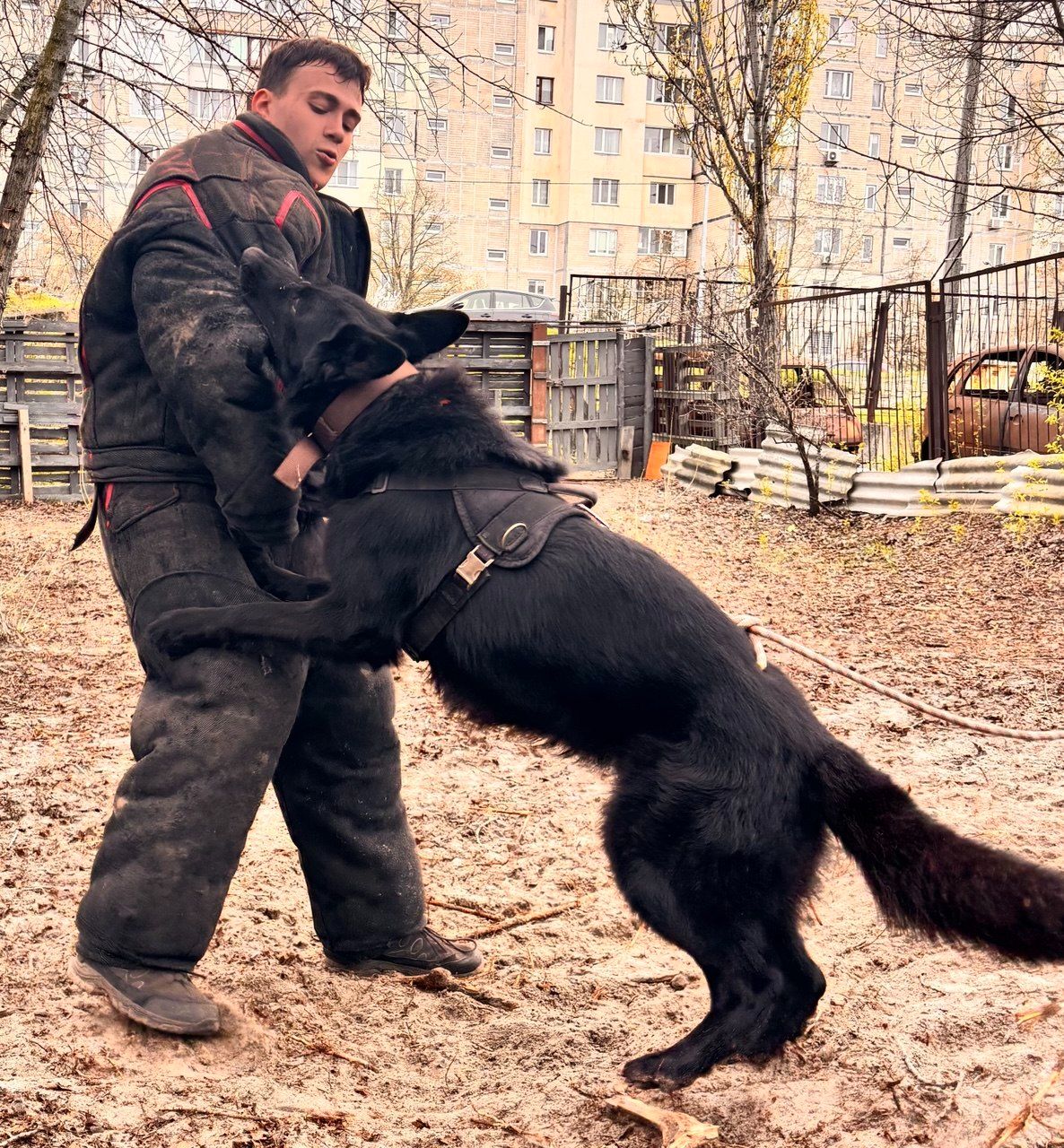 Цуценя чорної німецької вівчарки робочого розведення