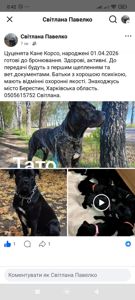 Щенки Кане корсо