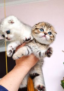 Шотландський висловухий котик.Срібна шиншилла.Київ