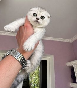Шотландський висловухий котик.Срібна шиншилла.Київ