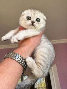 Шотландський висловухий котик.Срібна шиншилла.Київ