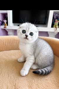 Шотландський висловухий котик.Срібна шиншилла.Київ