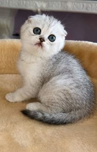 Шотландський висловухий котик.Срібна шиншилла.Київ