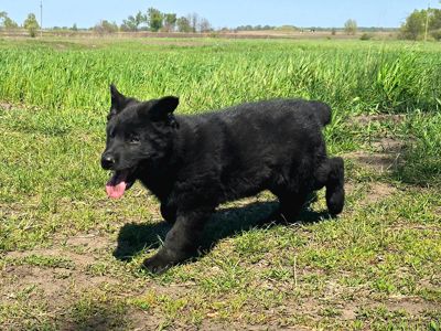 Цуценя чорної німецької вівчарки робочого розведення