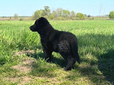 Цуценя чорної німецької вівчарки робочого розведення