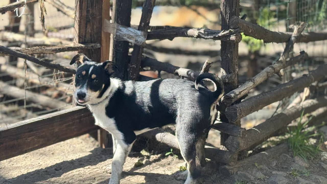 Собачки шукають люблячі родини
