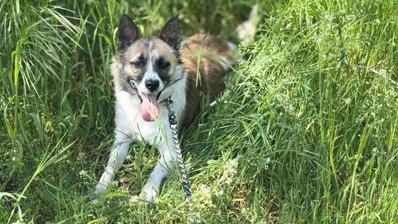 Собачки шукають люблячі родини