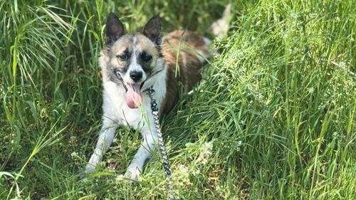 Собачки шукають люблячі родини