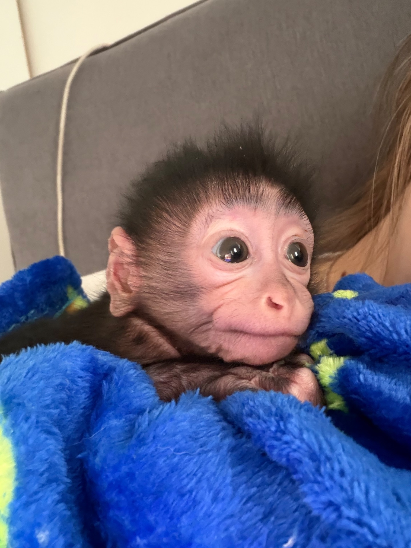 Чорний хохлатий мангобей