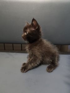 Отдам котенка подарю