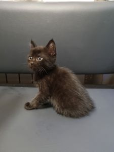 Отдам котенка подарю