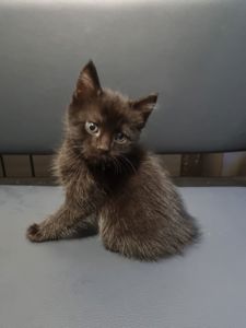Отдам котенка подарю