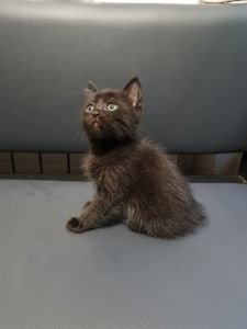 Отдам котенка подарю