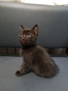 Отдам котенка подарю