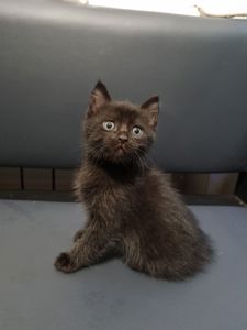 Отдам котенка подарю