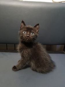 Отдам котенка подарю