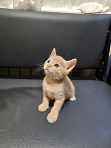Подарю отдам котенка