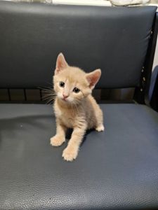 Подарю отдам котенка