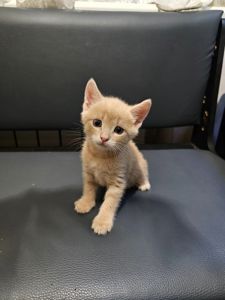 Подарю отдам котенка