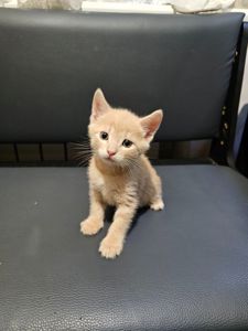 Подарю отдам котенка