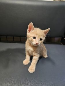 Подарю отдам котенка