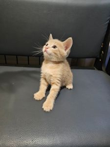 Подарю отдам котенка