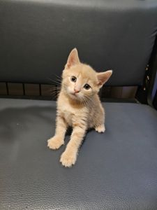 Подарю отдам котенка