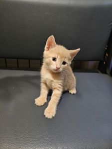 Подарю отдам котенка