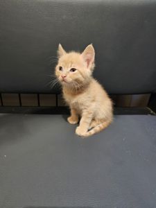 Отдам подарю котенка