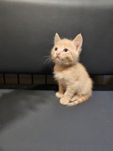Отдам подарю котенка