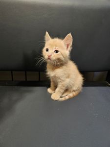 Отдам подарю котенка