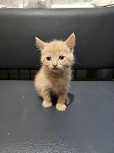 Отдам подарю котенка