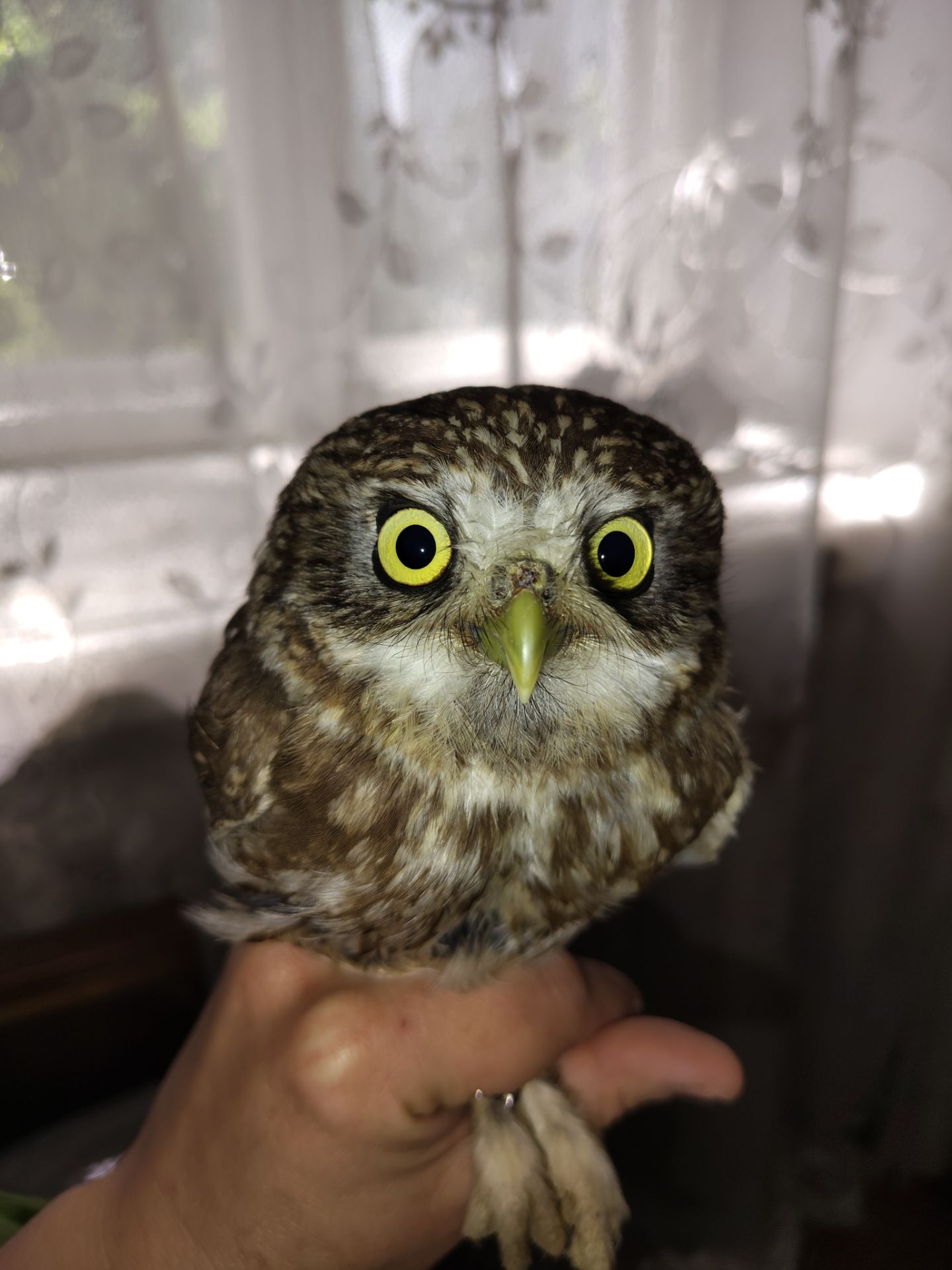 🦉 Продам домового сыча