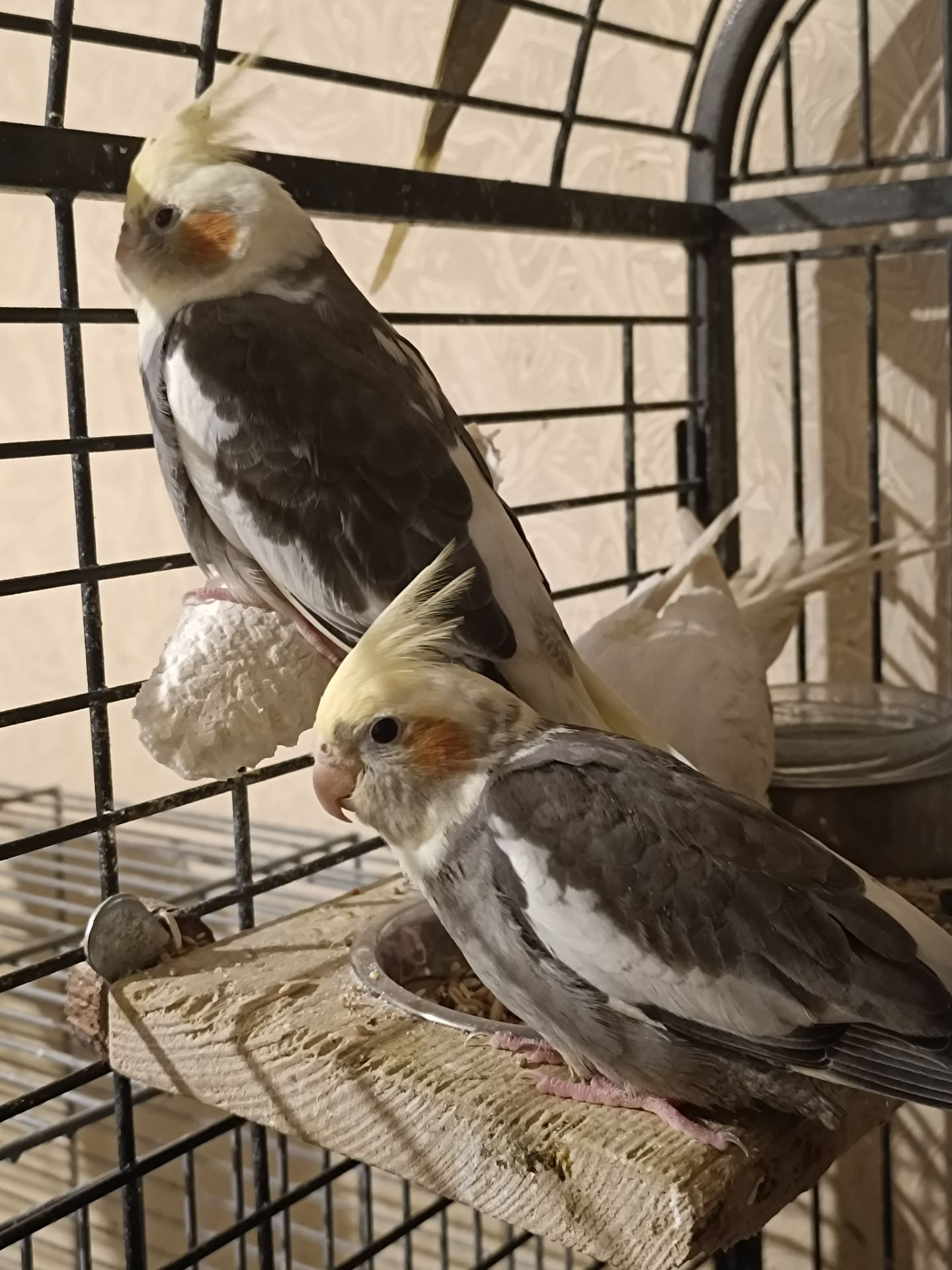 🌿 У продажу ручні малюки Корелл 🌿