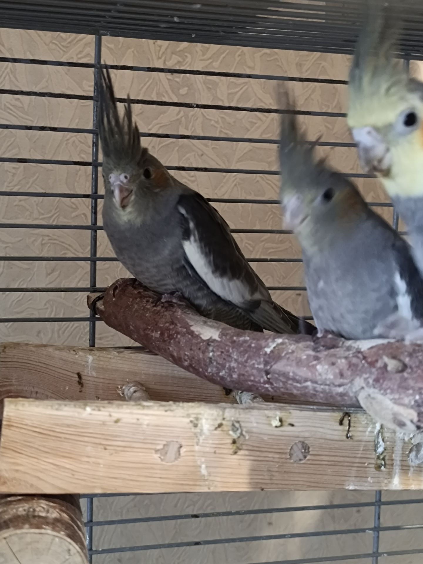 🌿 У продажу ручні малюки Корелл 🌿