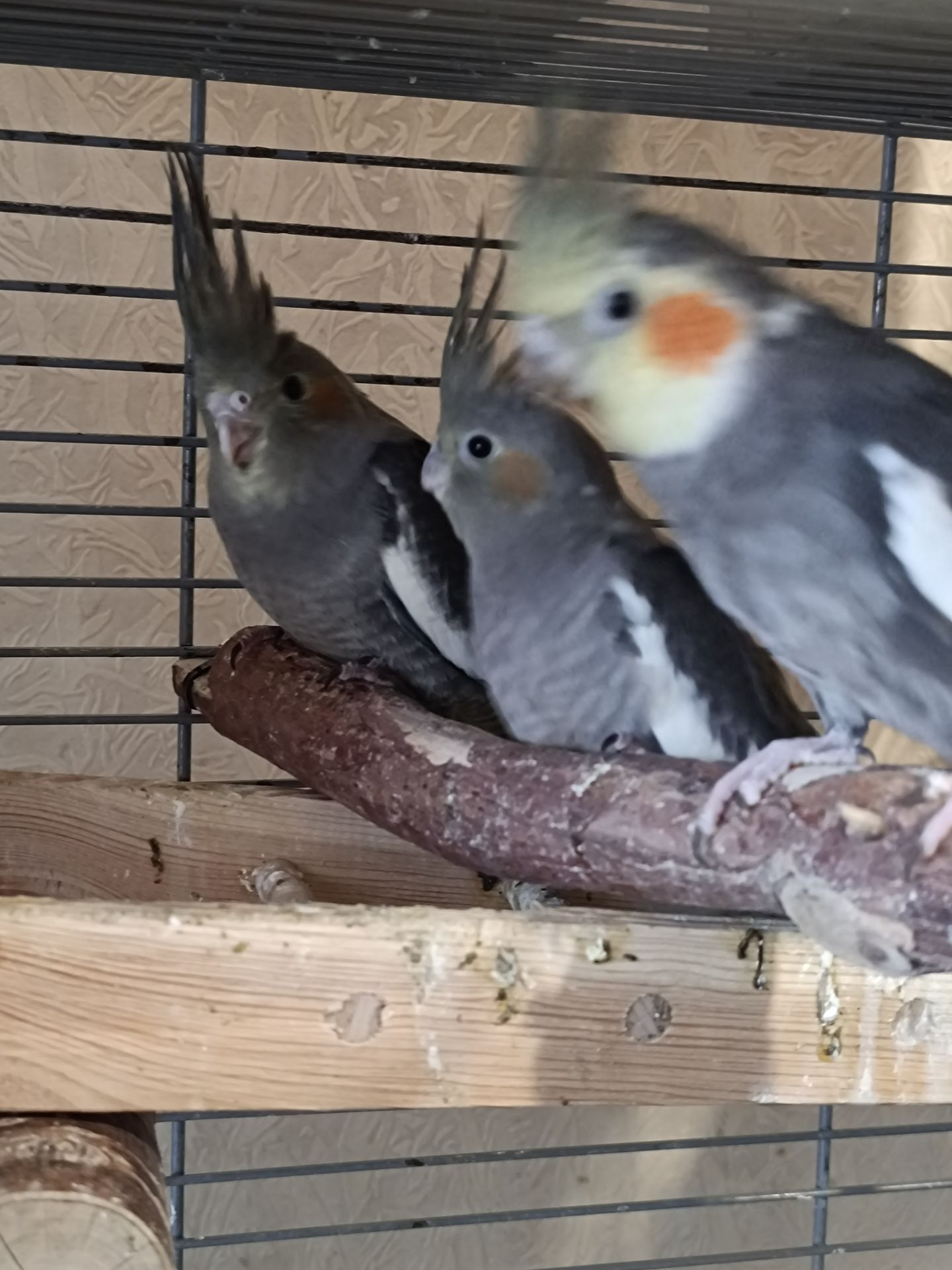 🌿 У продажу ручні малюки Корелл 🌿
